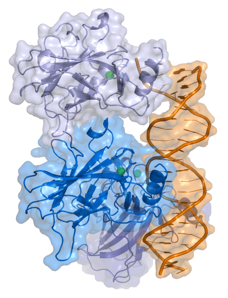 Complejo proteína P53 y ADN. Por Thomas Splettstoesser - usando PyMol (www.pymol.org), CC BY-SA 3.0, https://commons.wikimedia.org/w/index.php?curid=1248114